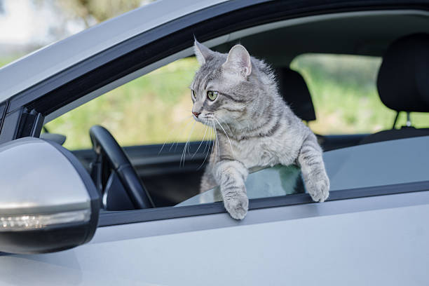 How to Keep Cats off Car
