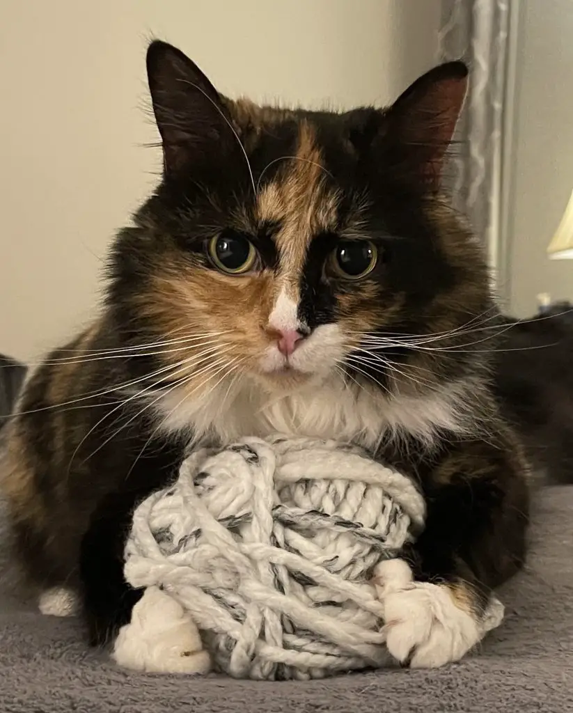 Car Sounds Like a Lawn Mower Unmasking the Annoying Engine Noise