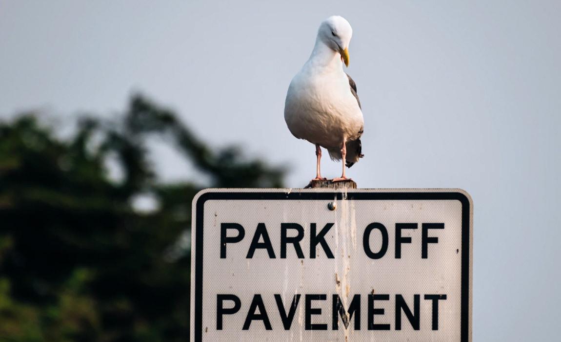 How to Stop Birds from Pooping on My Car