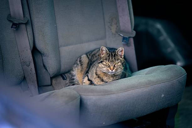 How to Keep Cats off Car